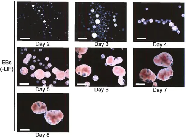 figure 1-3 The removal of LIF allows the differentiation of ESCs in EBs in vitro.