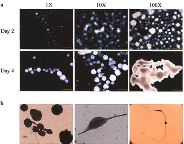 Figure 1-4 Effect of seeding density and culture conditions on E Bs differentiation.