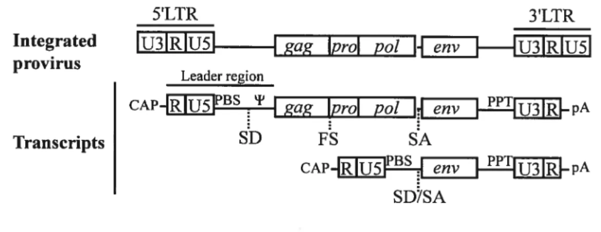 Figure 1-8 General structure of a simple replication-competent retrovirus.