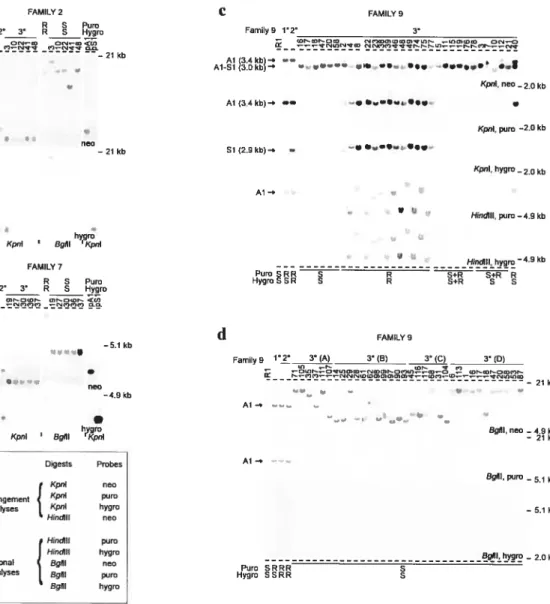 figure 2-4 Cre-induced recombination between integrated proviruses.