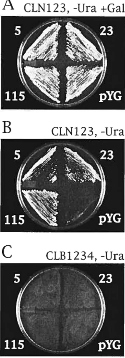 Figure 2.1 Rescue of the C1n123 mutant yeast phenotype by GonyaulaxcDNAs.
