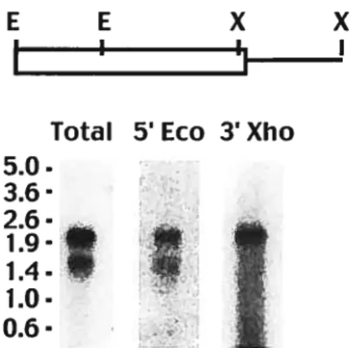 Figure 2.3 Two different Gonyaulaxcyclin genes are expressed.