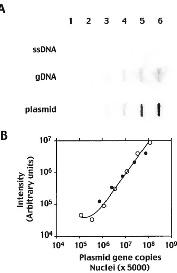 Figure 2.4 Gonyaulaxcontains multiple cyclin genes.