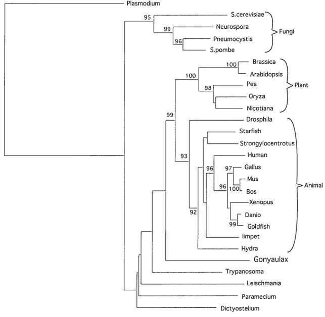 Figure 2.5 Phylogeny 0f Gonyaulax cyclin sequence is consistent with known