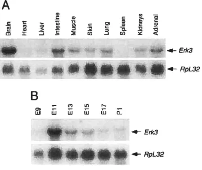 Fig. 2: Northern blot analysis ofErk3 mRNA expression in the mouse. Total RNA (20 ig) isolated from various adult mouse tissues (A) and from embryos (B) at different developmental stages (E9 to E17 and Pi) was analyzed by Northem hybridization using a 32P-labeled ERK3 cDNA probe.