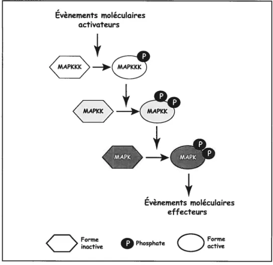 Figure 1: Organisation d’un module MAP kinase typique. L’activation de la MAPK résulte d’une cascade d’évènements de phosphorylation