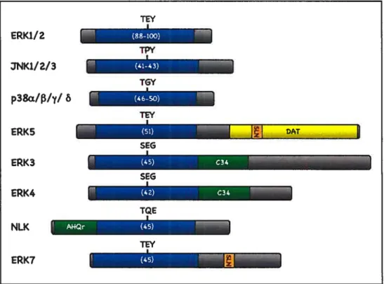 figure 2: Représentation schématique des membres de la grande famille MÀP kinase chez les mammifères