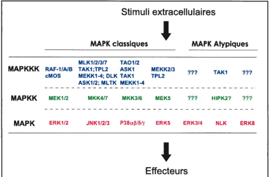 Figure 3: Voies MAP kinases chez l’humain. Les MAP kinases dites classiques sont activées