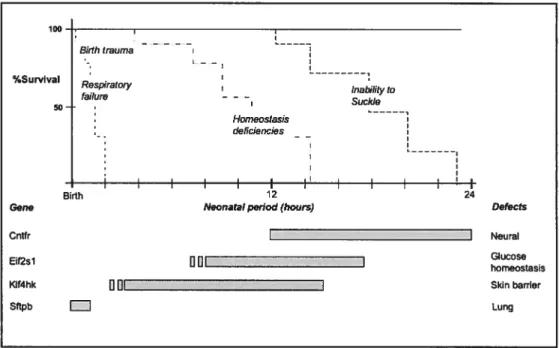 Fig. 3: Major causes ofneonatal lethality in mouse mutant. Upper panel: survival curves predicted when essential neonatal physiological processes are impaired in newbom mutant mice (assuming a fully penetrant phenotype)