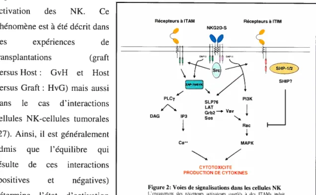 figure 2: Voies de signalisations dans les cellules NK