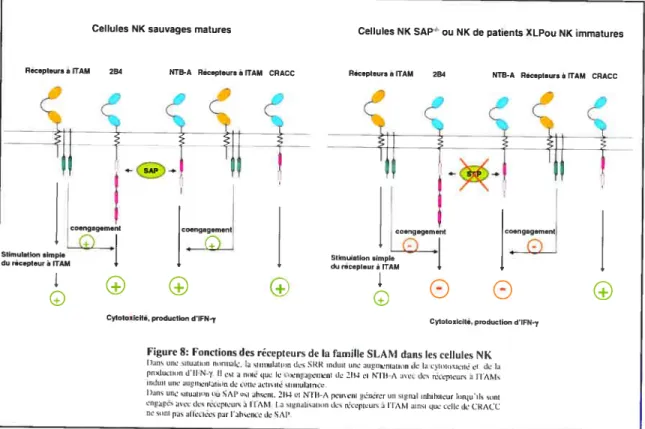 Figure 8: Fonctions des récepteurs de la famille SLAM dans les cellules NK