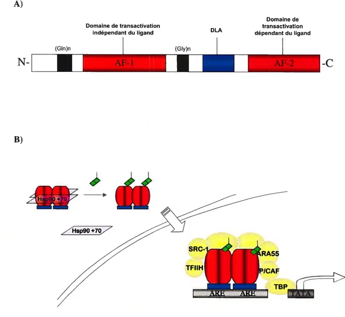 Figure 5. Structure (A) et mécanisme d’activation (B) androgènes