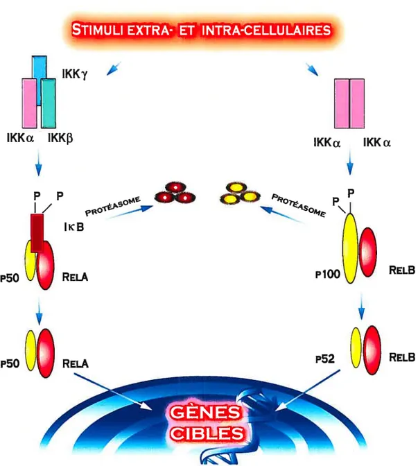 Figure 7. Voies de signalisation NF-xB