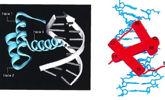 Fig. 1.1 The highly conserved tlwee-dimensionai helix-tum-helix structure encoded by