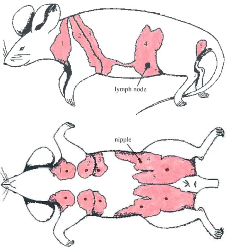 Fig. 1.4 Location of the five pairs of visible ventral nipples and corresponding rnammary glands just under the skin in the female mouse