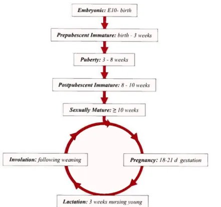 fig. 1.5 Distinct stages within mamrnary gLand development. The linear portion of the diagram represents the protiferative expansion and morphogenesis that takes place in the embryonic and virgin female