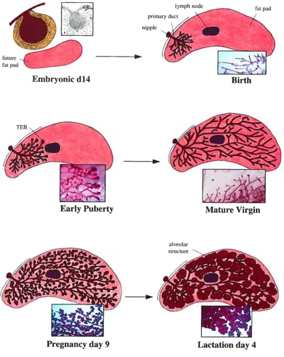 Fig. 1.6 The inguinal (#4) mouse mammary gland depicted at different developmental stages