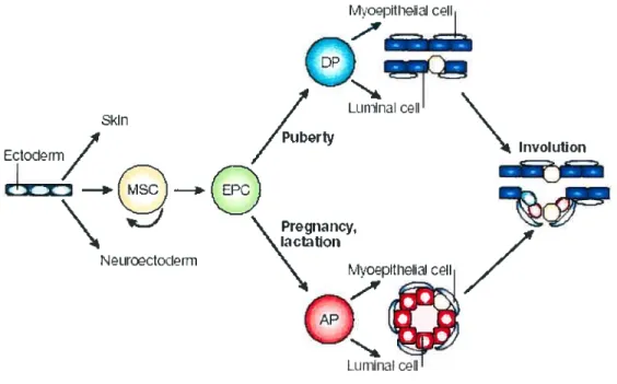 Fig. 1.7 The proposed and elusive rnarnrnaiy epithelial stem cell (MSC) would give rise to distinct epithelial ce!! !ineages in the mammary gland