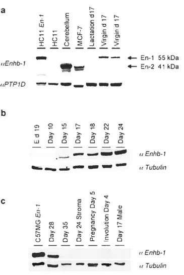 fig. 2.1 En-1 protein is detected in the prepubertal and early pubertal female marnmary gland