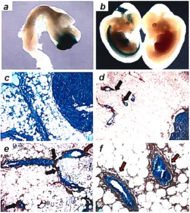 fig. 2.2 En-] is expressed in duct-lining cells ofthe mouse marnmary gland.