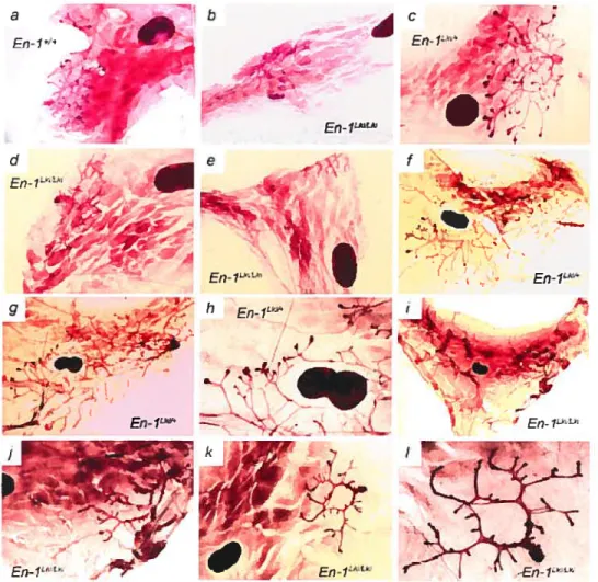 Fig. 2.3 Impaired ductal development in En-1 nul! mutant mammary glands.