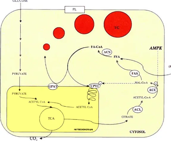 Figure 6. Intracellular metabolism of glucose and FA are interdependent