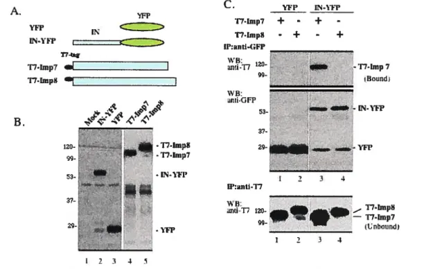 Fig. IV.1. Interaction of HIV-1 IN and importin 7. A) Schematic representation of constrncts of N-YFP, T7-Imp7 and -Imp8