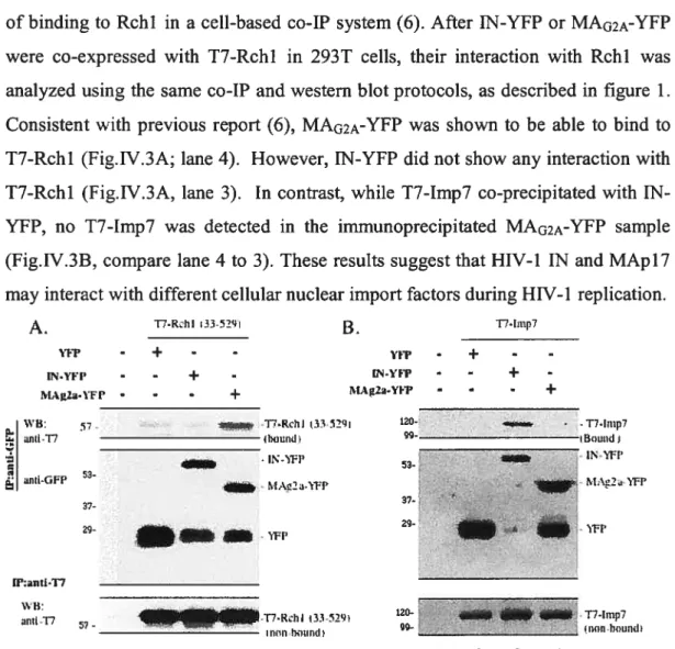 Fig. IV.3. Differential binding ability of HIV-1 MAp17 and IN to cel]u]ar importins Rchl and Imp7