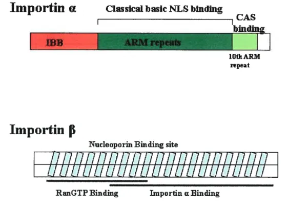 Figure 1.5. The domain structures of importin ci and importin f3. Different functional dornains and binding partners of importin Œ and importin f3 are indicated.