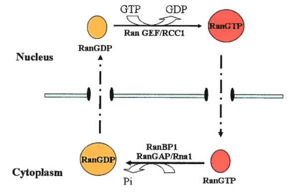 Figure 1.7. The Ran GTPase Cycle. Ran is maintained as RanGTP in the nucleus by the activity of the Ran guanine nucleotide exchange factor (RanGEf or Rccl) and as RanGDP in the cytoplasm by the Ran GTPase activating protein (RanGAP or Rnalp) associated wïth Ran-binding proteini (RanBP1).