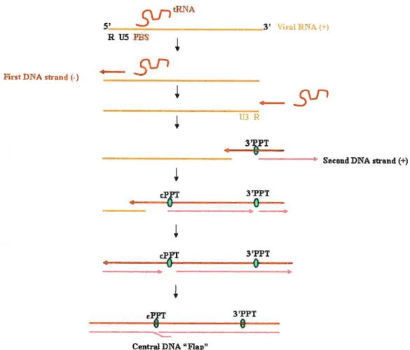 Figure 1.8. A schematic representation of the reverse-transcription process of 111V-1 RNA