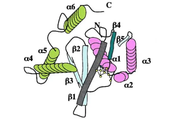 figure 1.10. Ribbon diagram of the core domain of HW-1 N. f3 strands and a helices are marked