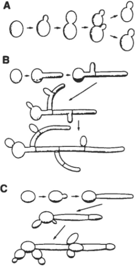 Figure 1-1 t Les différentes formes de Candida albicans. A, la forme levure (cellule unique ovoïde) observée