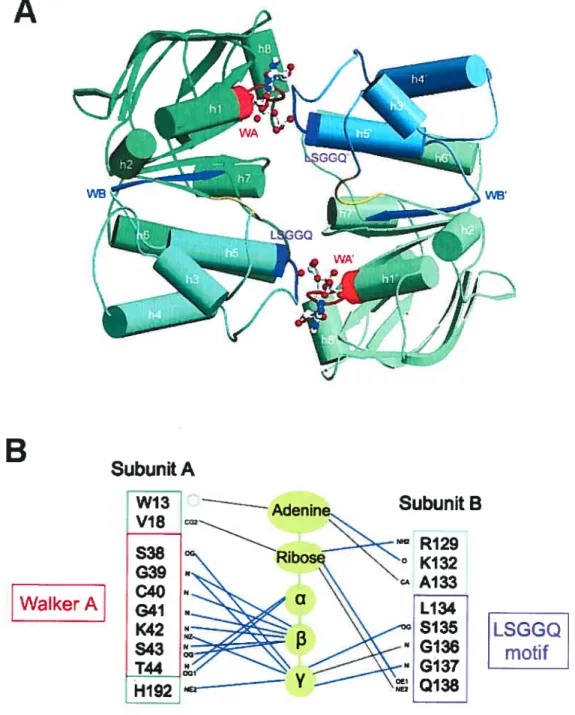 figure 1-6: Arrangement dirnérique des NBD et interactions avec l’ATP. A, l’homodimère du NBD de E.