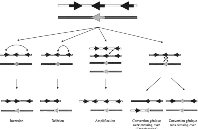 Figure 2 Conséquences de la recombinaison homologue entre séquences non-alléliques sur l’organisation linéaire du génome