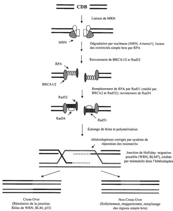 Figure 4 : La recombinaison homologue
