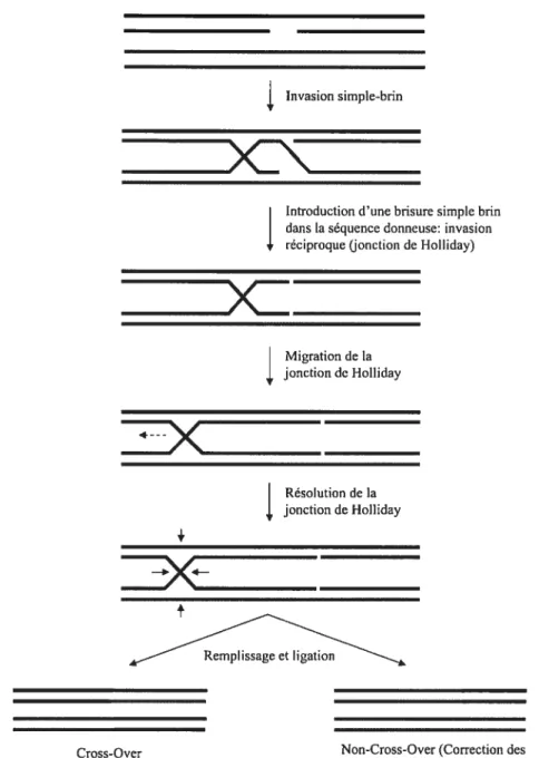 Figure 5: Le modèle de recombinaison induit par une brisure simple-brin ou nick tel que proposé par Meselson et Radding (Meselson et Radding 1975).