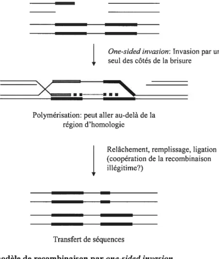 Figure 6 : Le modèle de recombinaison par one-sided invasion