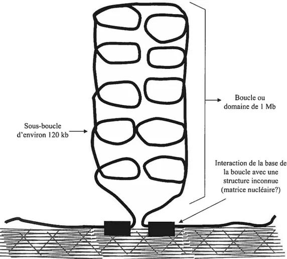 Figure 10 : Le modèle d’organisation de la chromatine en boucles de 1 Mb