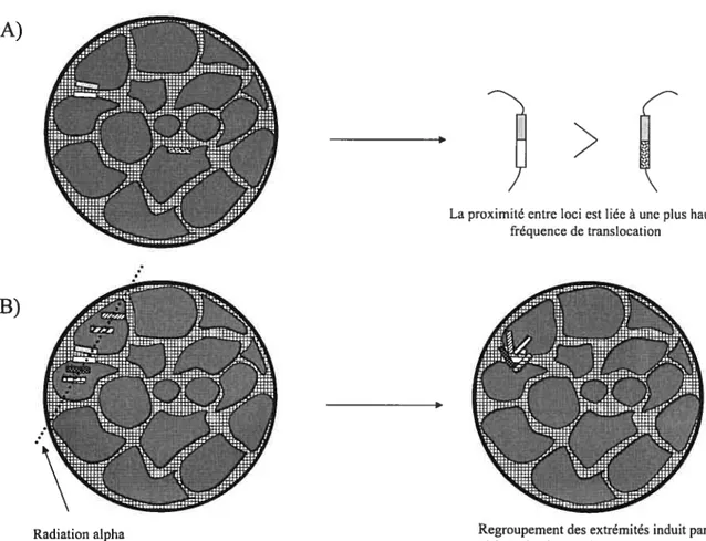 Figure 11 : Influence de l’organisation spatiale du génome sur les événements de recombinaison