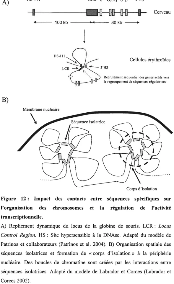 Figure 12: Impact l’organisation des transcriptionnelle.