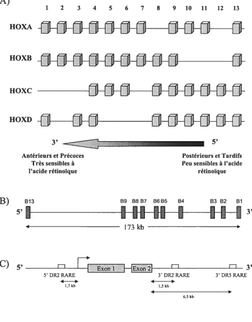 Figure 13: Organisation des gènes fox, du complexe HoxB et du gène HoxBl