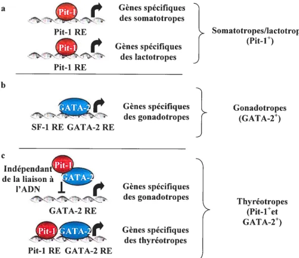 Figure 1.6: Modèle de différenciation des lignées somatotropes, lactotropes, gonadotropes et thyréotropes
