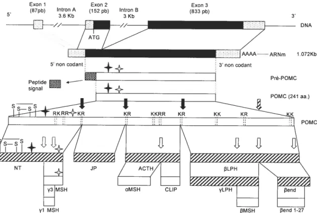 Figure 1.7: Structure, maturation et expression du gène POMC. Adapté de M. L. Raffin-Sanson &amp; Bertagna, Europecin Journal ofEndocriniÏogv