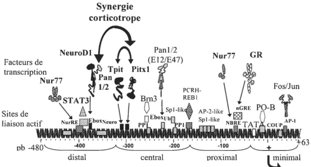 Figure 1.8: Représentation schématique du promoteur POMC, de ces éléments régulateurs (boîtes) et des facteurs de transcription apparentés
