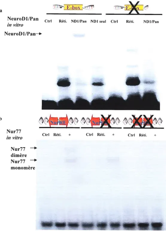 Figure 3.2: Étude de liaison pour NeuroDi et Nur77 sur leur élément de réponse respectifs intact vs muté