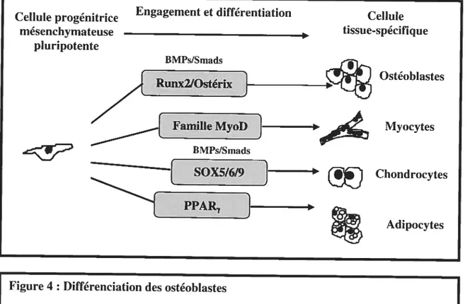 Figure 4 : Différenciation des ostéoblastes