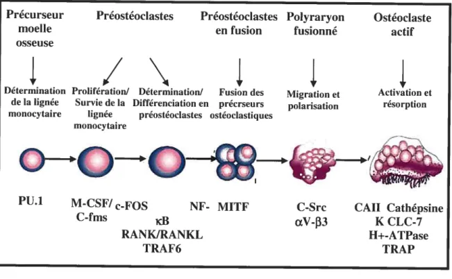 Figure 6 : Différenciation et activation des ostéoclastes