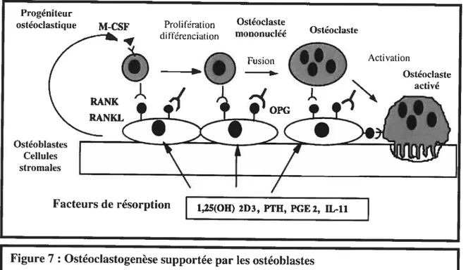 Figure 7 : Ostéoclastogenèse supportée par les ostéoblastes