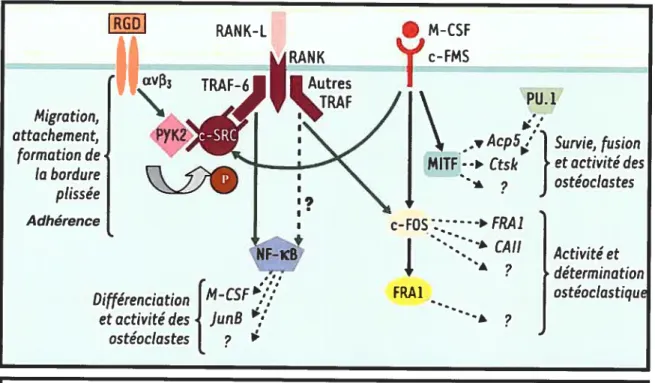 figure 9 : Voies de signalisation de différenciation et activation des ostéoclastes Voies du RANKL et M-CSF qui lient leurs récepteurs tyrosine-kinase et activent les